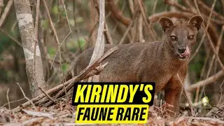 La for&ecirc;t secr&egrave;te de Madagascar &ndash; Rencontrez les cr&eacute;atures rares de Kirindy !
