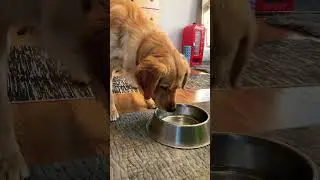 Funny Dog Bamboozled By Sparkling Water 😂