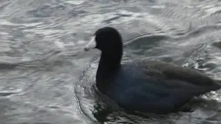 Close up of American Coot Diving