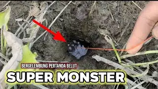 mancing belut di kebun kelapa sawit riau