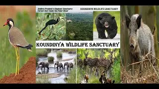 🐘🌿Koundinya Wildlife Sanctuary: Exploring the Wild Wonders🌳✨