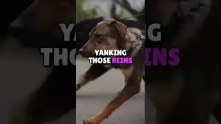 Ever imagined what its Like to be a Dog??? #shorts #dogadvice #dogbehavior #doggydog
