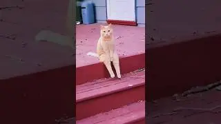 funny pet #america #pets #usa #trending