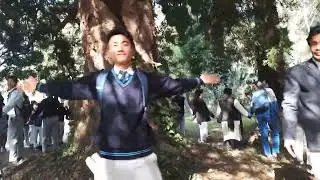 Merry-go-round the Podocarpus gracilior tree over 135 years age in FRI City Centre campus Dehradun