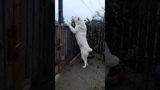 #TITHAN MASCUL CIOBANESC DE ASIA CENTRALA LA 1 AN FOARTE VIGILENT IN PAZA CURTII DAR SI IN EXTERIOR