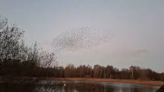 Starling murmuration at Whisby Nature Park