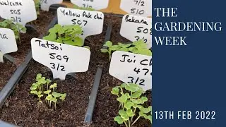 The gardening week | Asian greens and alliums!