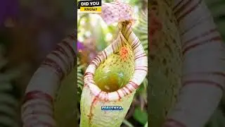 Kantung Semar From Indonesia #shorts #shortvideo