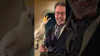 cockAtails = Cocktails With a Cockatoo, episode: 