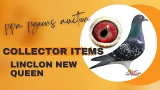 Collector Items In Pipa Pigeons Paradise Auction | One Of The Best Racing Pigeon For Sale