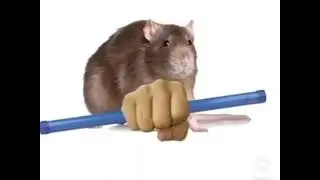 Groan tube #funny # memes #rat #pipe
