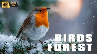 Birds Singing Without Music, 11 Hour Bird Sounds Relaxation, Soothing Nature Sounds, Birds Chirping