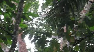 Spider monkey calls - Suriname
