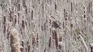 Sweet calls of the Song Sparrow at Arcata CA marsh