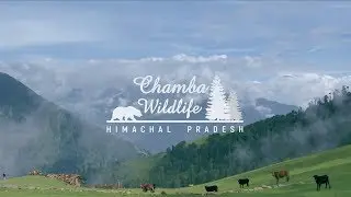 Chamba Wildlife Division - Teaser