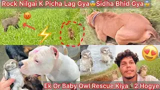 Rock Nilgai K Sath Bhid Gya😰Sidha Takker Hogye😰Ek Or White Baby Owl Rescue Kiya🦉2 Hogye