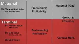The Angus Report, May 30, 2016: Performance Insights