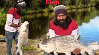 Big Size Katla Fish Hunting //Hyderabadi Fishing //monster Katla 🎣fishing #fishing #catchingfish 