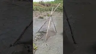 Catching huge putifish by traditional net trap in the pond #fishing #fish_hunting #putifish #shorts