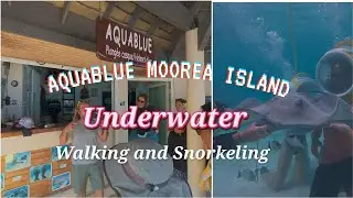 [4K] 🇵🇫🤿🪸Moorea Island | Aquablue Underwater Walking and Snorkeling.