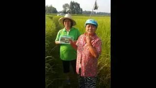 อีเขียวซาเช่ย์กับข้าว แม่ประไพ จ. ขอนแก่น