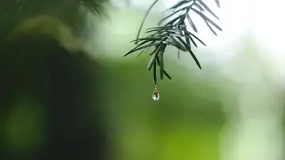 Sleep Music Rain | Relax Sleep Music | Healing Sleep Music| Rain Music | Unbend Music |