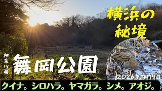 【ウォーキング・散歩・登山】舞岡公園・横浜の秘境【野鳥観察・田舎の風景・鳥のさえずり・癒し】