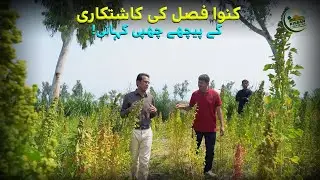 Hidden story behind Quinoa crop farming | Discover Pakistan Tv