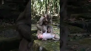 Baby Monkey Gets Pampered by Mother in the Wild #monkeys #love