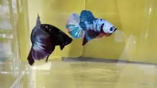 Ikan Cupang Avatar Gold Cooper Top Grade AGC4