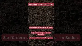 Bodenleben und Mikroorganismen