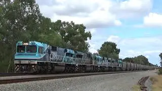 CBH016, CBH024, CBH007 and CBH009 on 1K61 grain Hazelmere