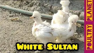 Sultan White chicks Crimping