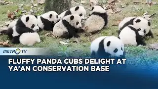 Giant Panda Cubs Play Together at Sichuan Base