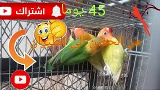 ليسانسبرابل  42 يوما من البيضة الى الطيران  🥰😍lesinsibrable el   fichar 🦜🦜الفيشر باك 👏