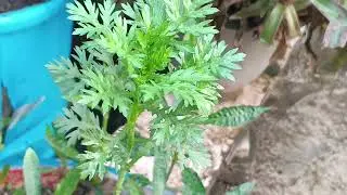 क्राउन डेजी ओर नास्त्रीशियस ( Nasturtium) प्लांट को आप भी इस समय लगा सकते है #garden#nature#plants 