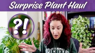 What's In The Box?! Unboxing Surprise Houseplants from Aroid Asia