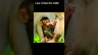 Congratulation! Newborn baby monkey!! #jane #tasana #janet