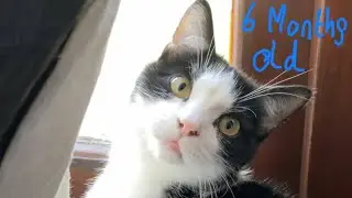 60 subscriber special, kitty update