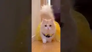 persian cat dress up 🐱 😍 #shorts#shortsviral