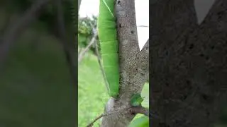 Lagarta verde - Mandarov&aacute; do fumo&nbsp;(Phlegethontius carolina paphus)