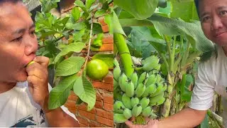 home fruit countryside living