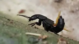 Devil's Coach Horse beetle getting groovy