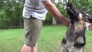 GSD Growling on Command
