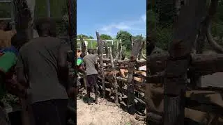 Farm Chronicles S1, EP 1. Loading 6 cattle in the trailer.. Raw content 😅🔥👨🏾&zwj;🌾