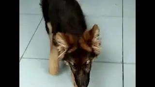 German Shepherd Puppy In 9000/-