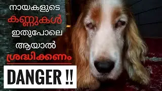 ശ്രദ്ധിക്കണം | Health Problems due to Liver Disease | Liver damage in dogs