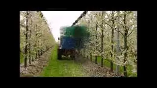 Eclairvale, utilisation sur pruniers &agrave; fleurs
