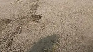 Halibut in the San Clemente surf