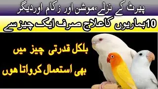 Love birds diseases and treatment  | Love birds Flu treatment | love birds common diseases